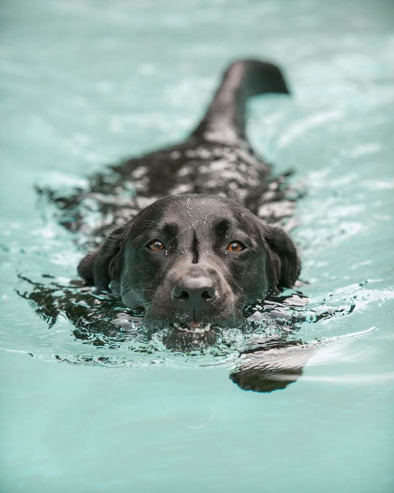 Labrador: The Swimmer