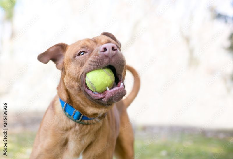 Playful Behavior