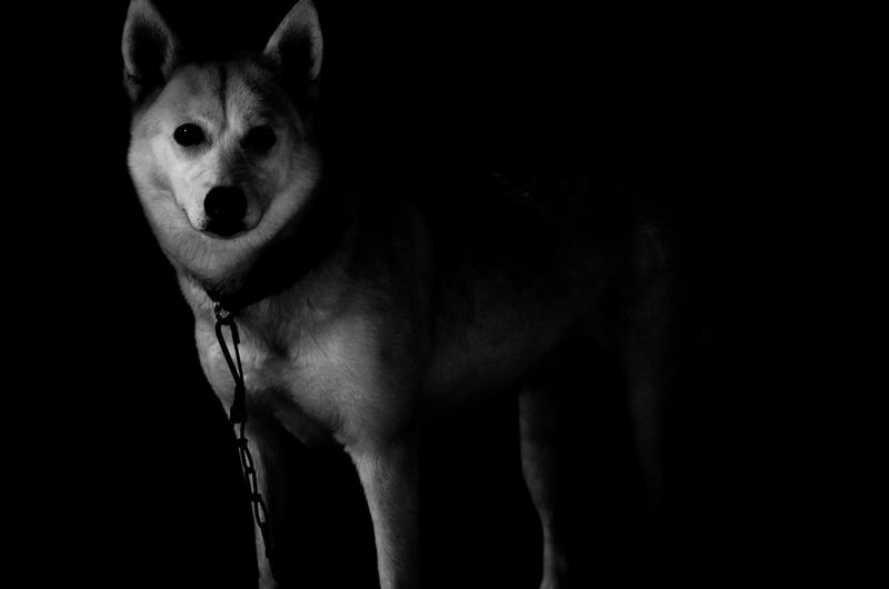 A Familiar Shadow