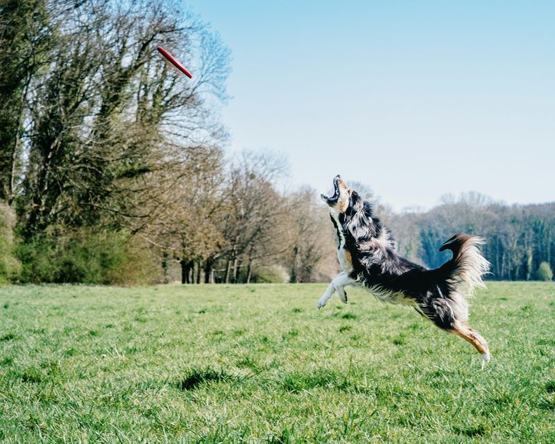 The Joyful Playfulness