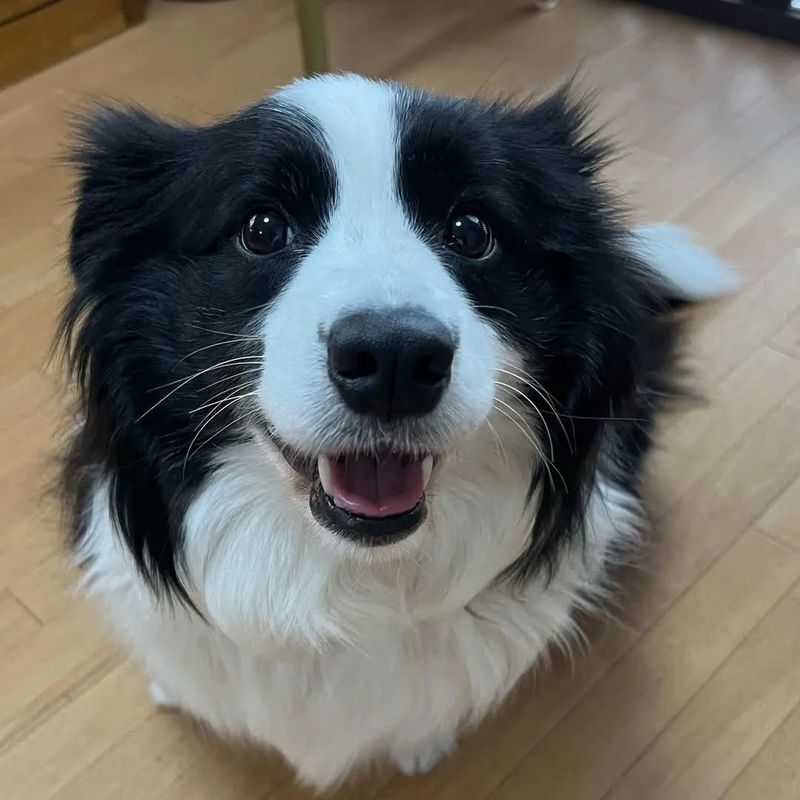 Border Collie
