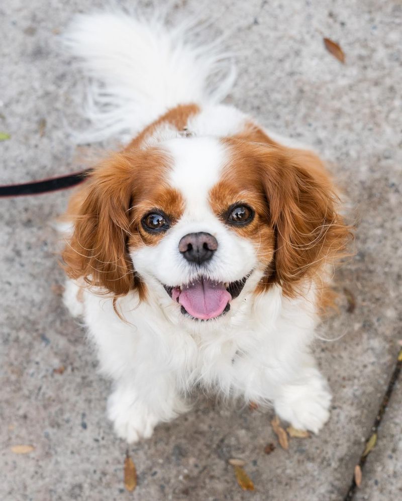 Cavalier King Charles Spaniel
