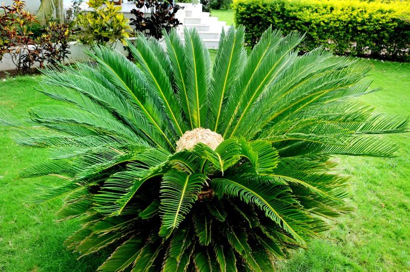 Sago Palm