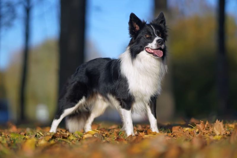 Border Collie