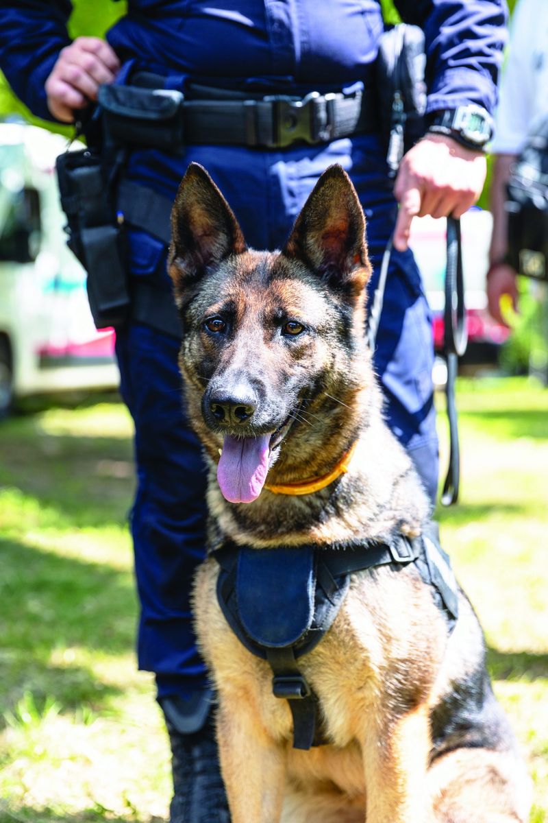 German Shepherd