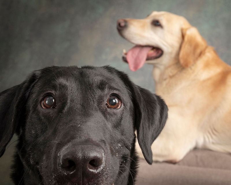 Labrador Retriever