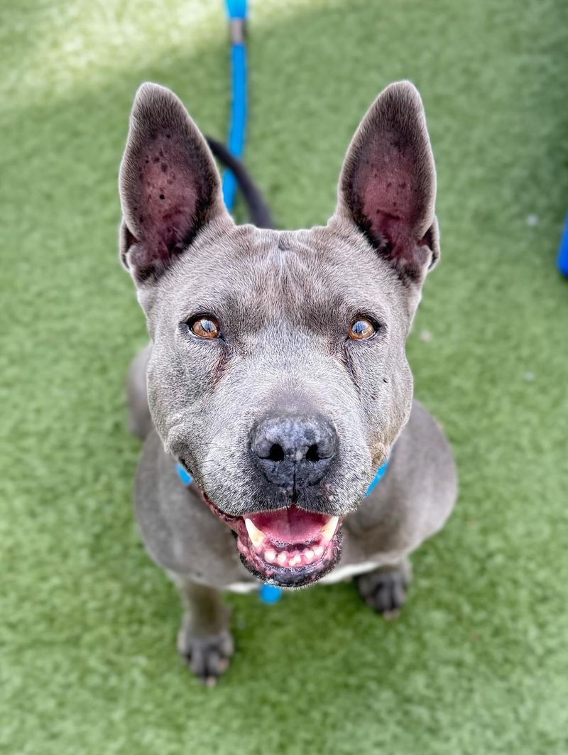 American Staffordshire Terrier