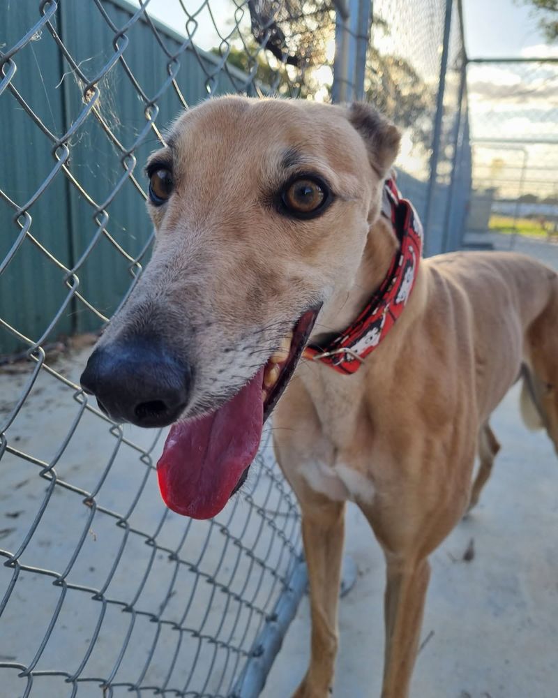 Greyhound