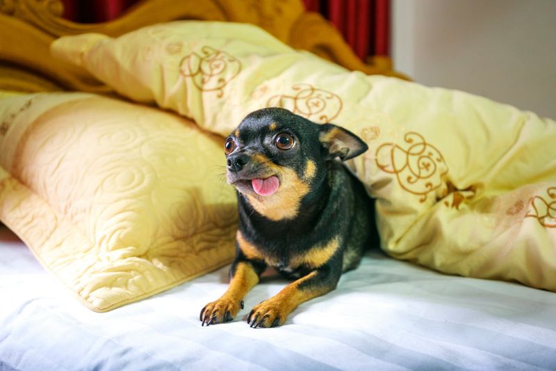 Not the Most Patient Breed