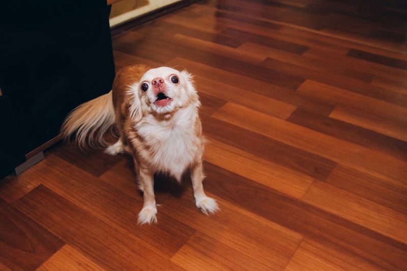 They Can Develop “Small Dog Syndrome”