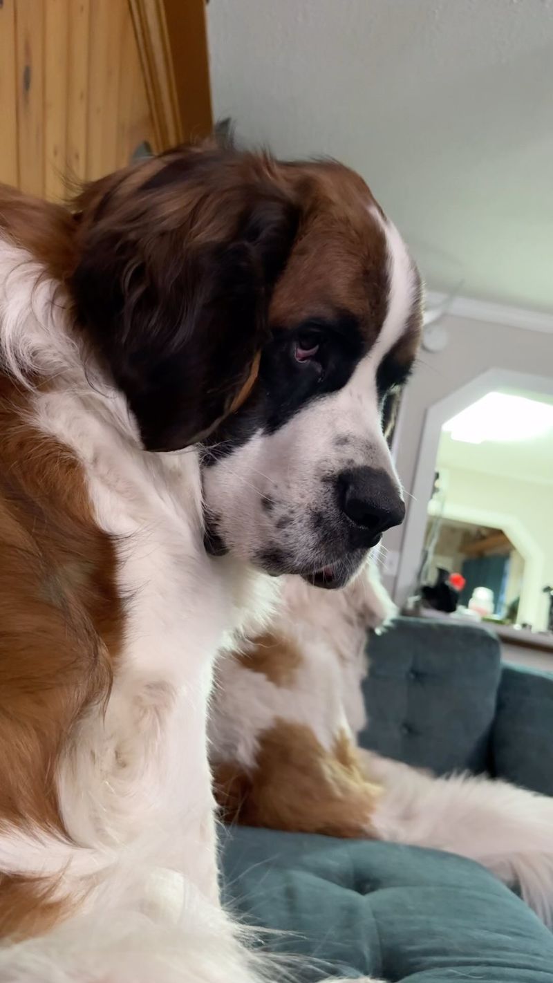 Saint Bernard