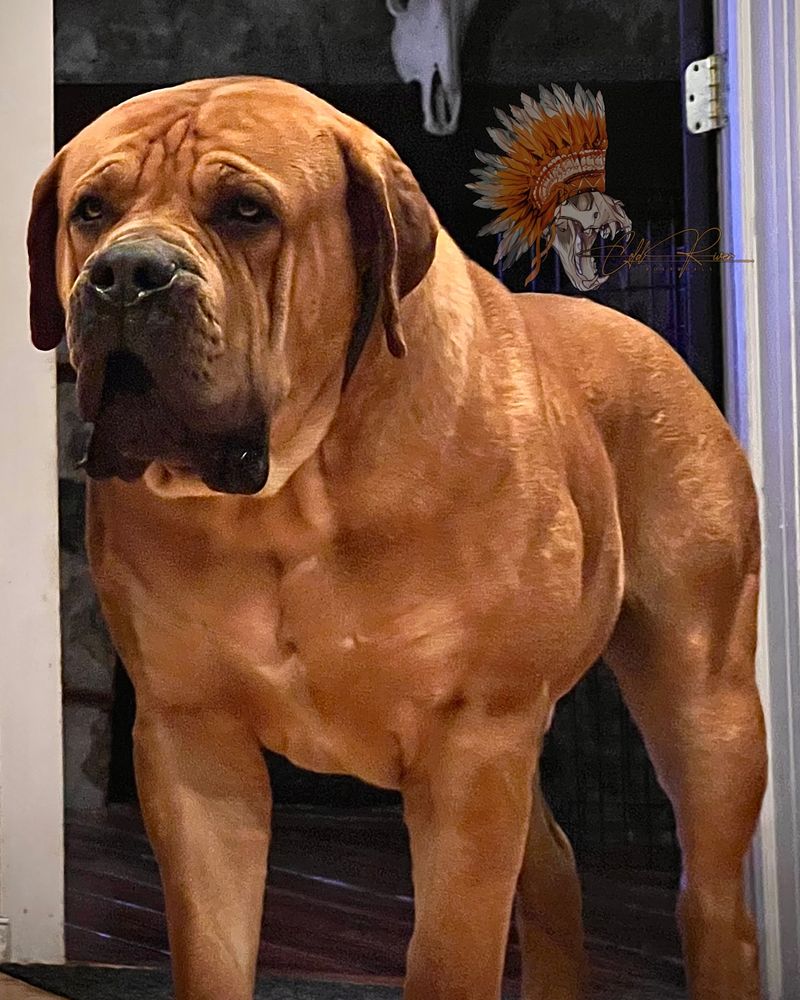 Boerboel