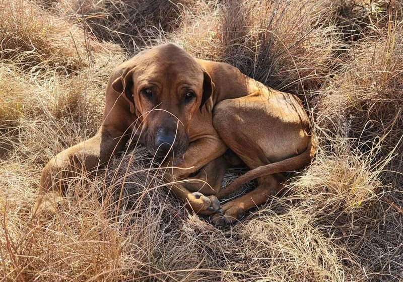 Rhodesian Ridgeback