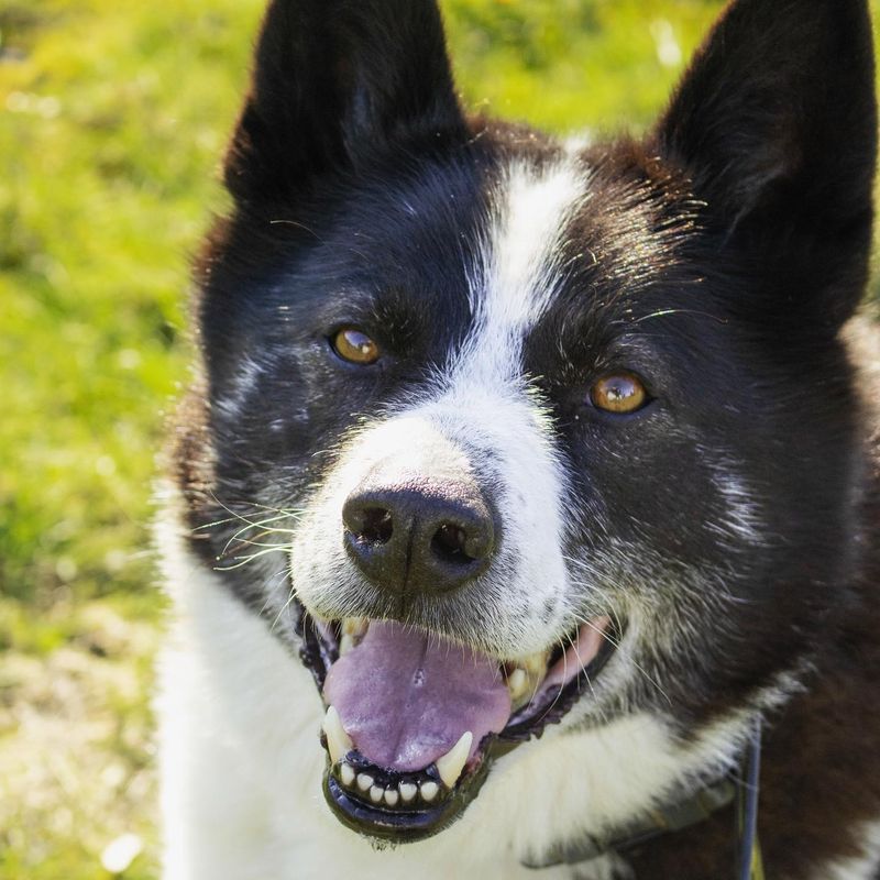 Karelian Bear Dog