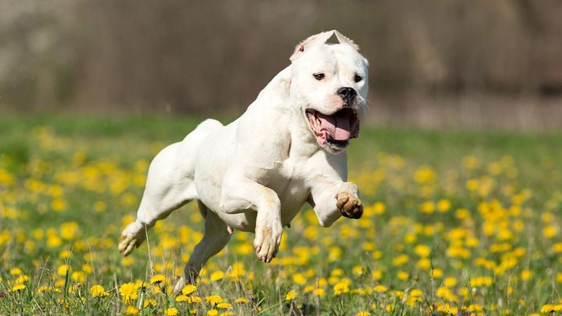 Dogo Argentino