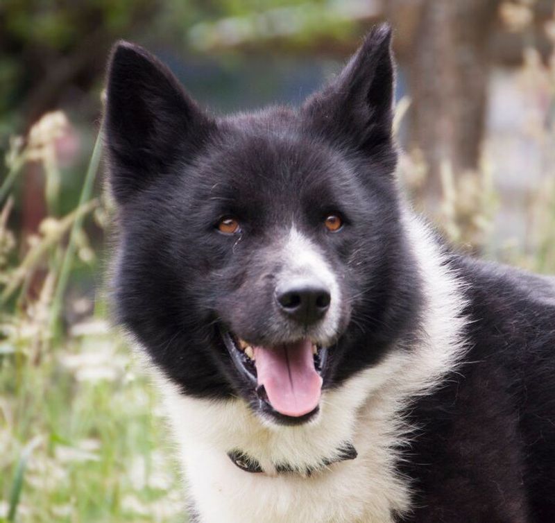 Karelian Bear Dog