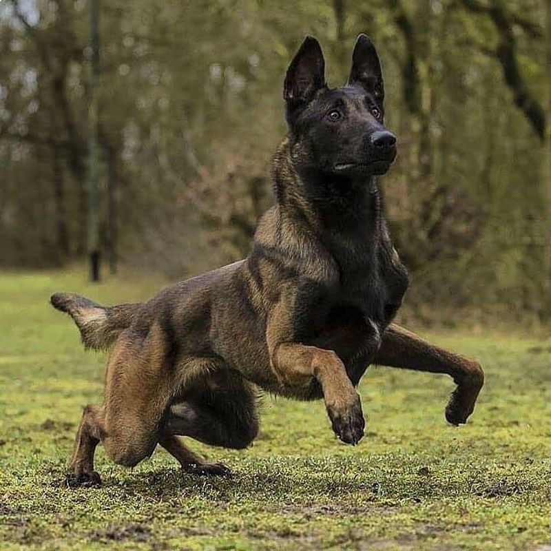 Belgian Malinois