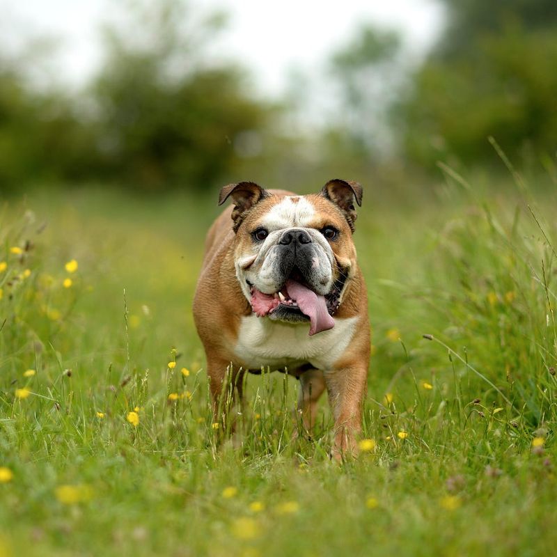 English Bulldog