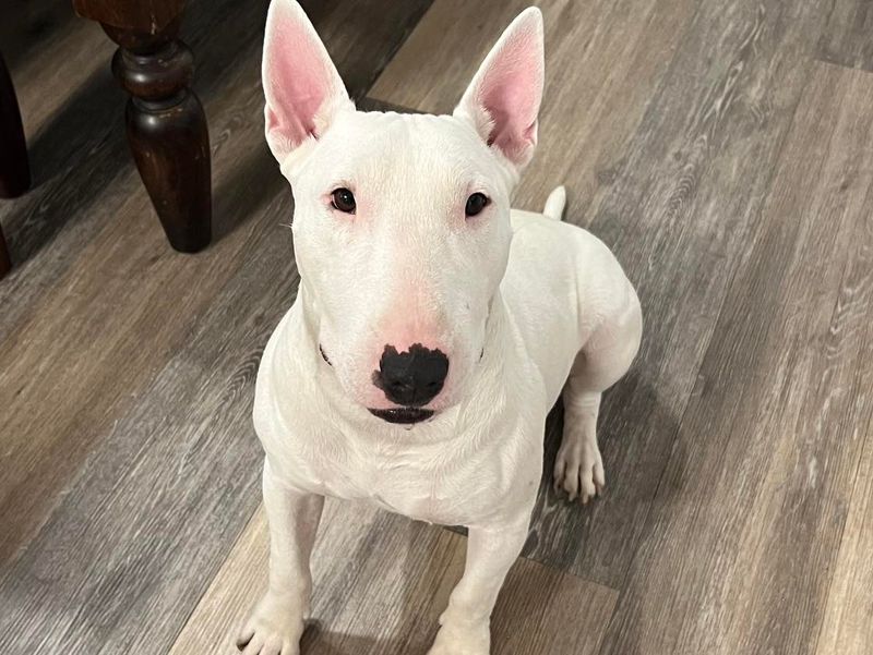 Bull Terrier