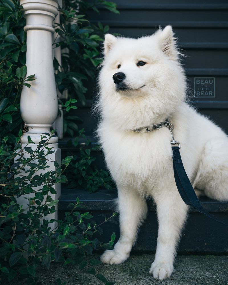 Samoyed