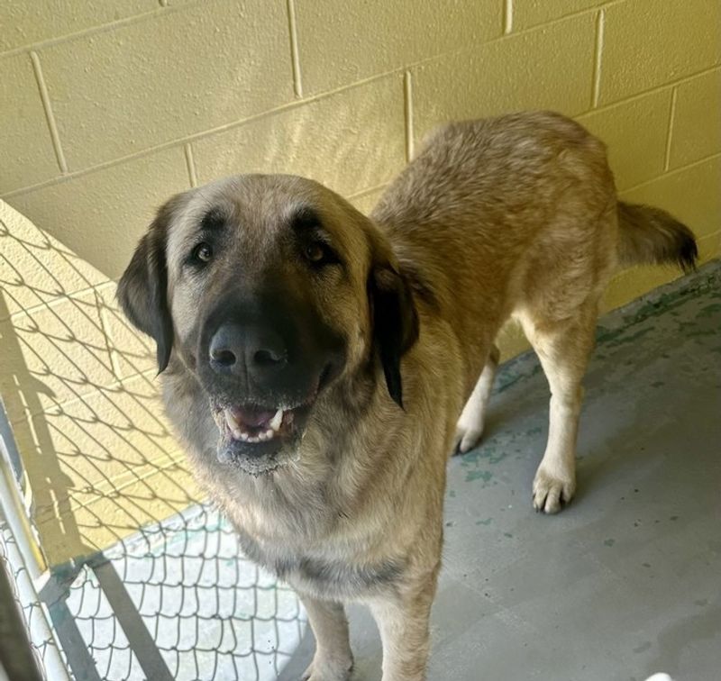 Anatolian Shepherd Dog