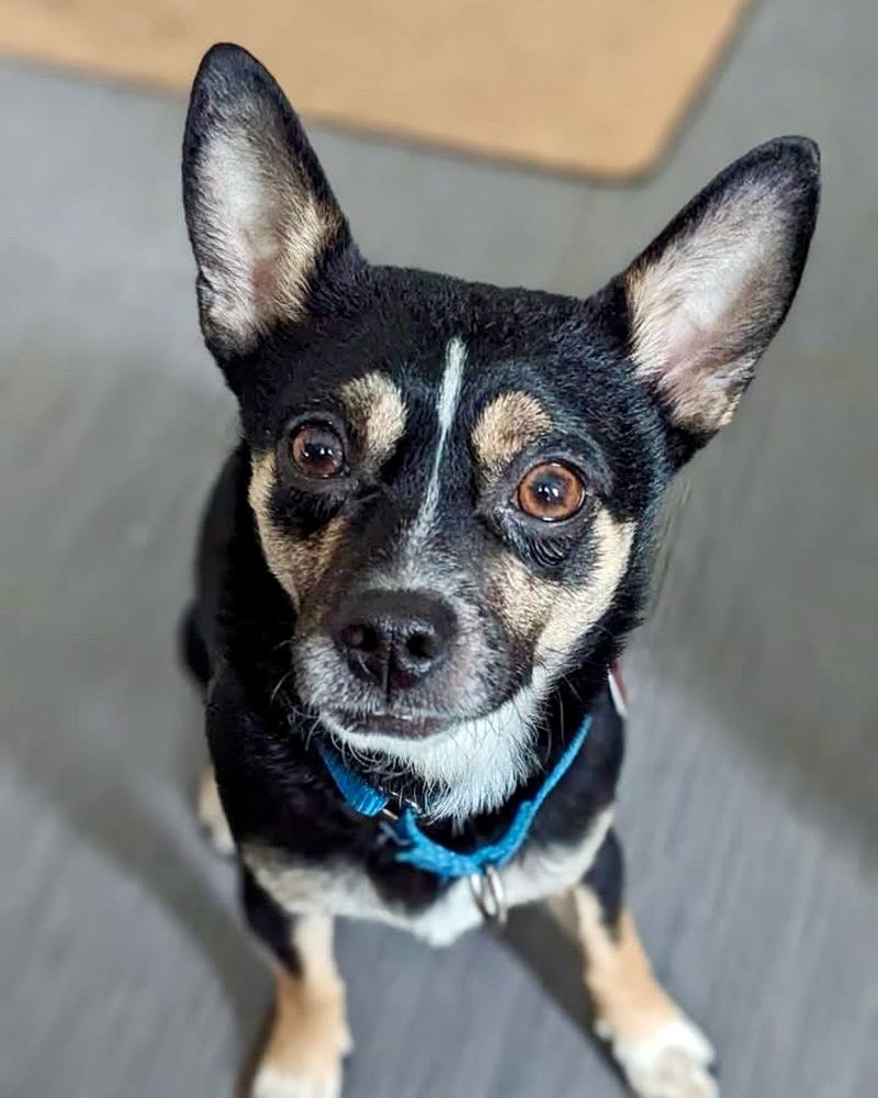 Chihuahua