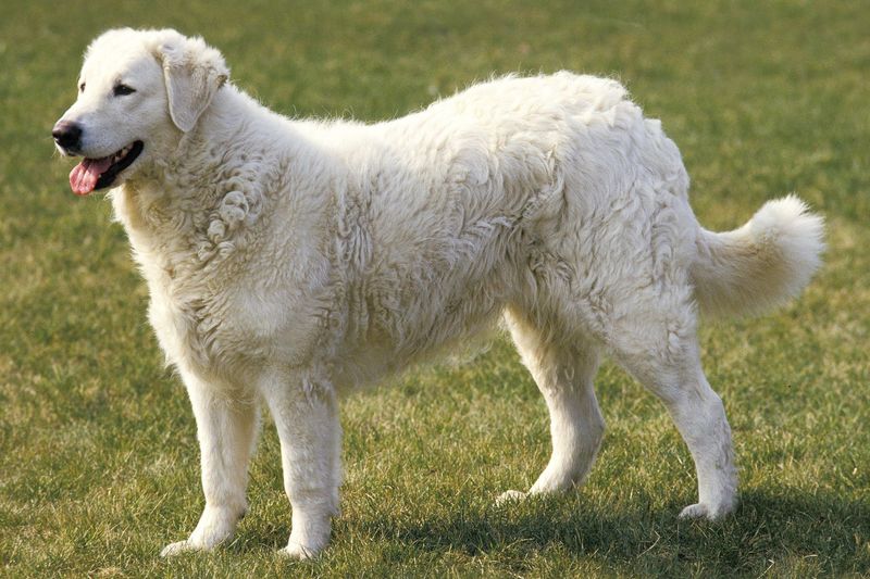 Kuvasz