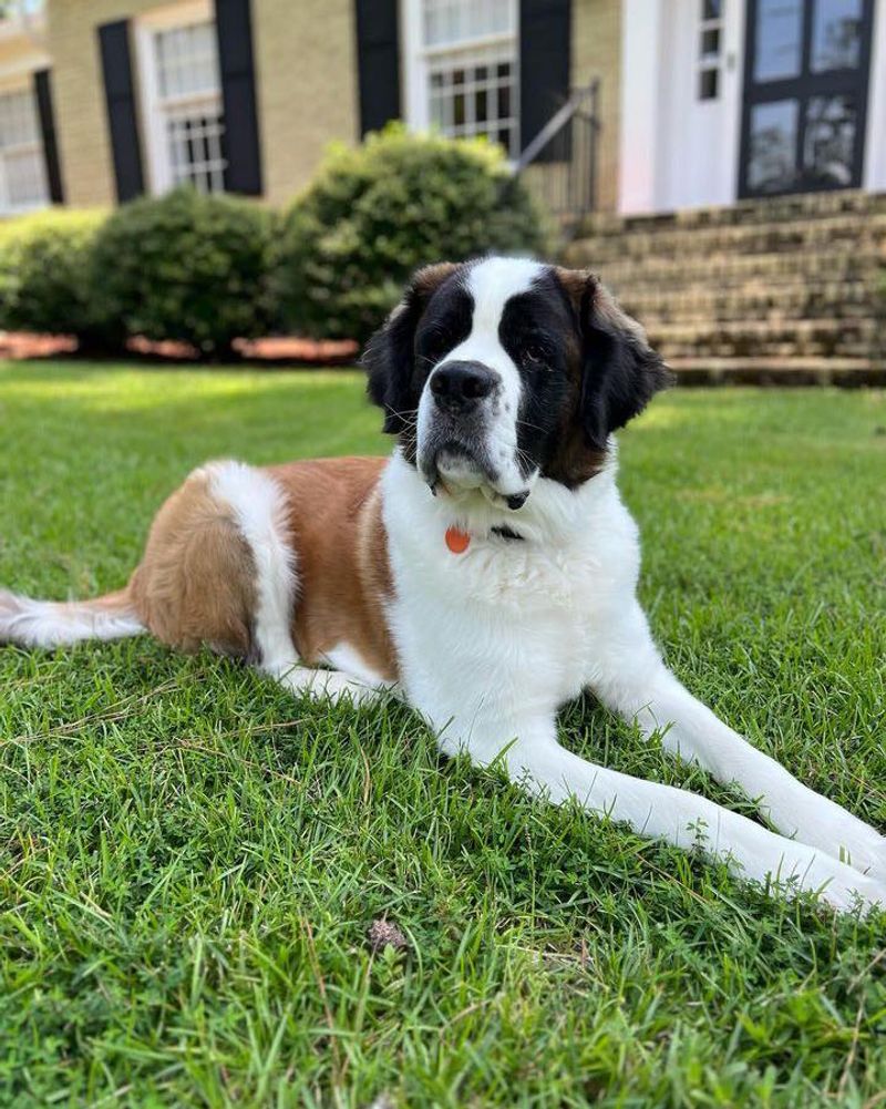 Saint Bernard