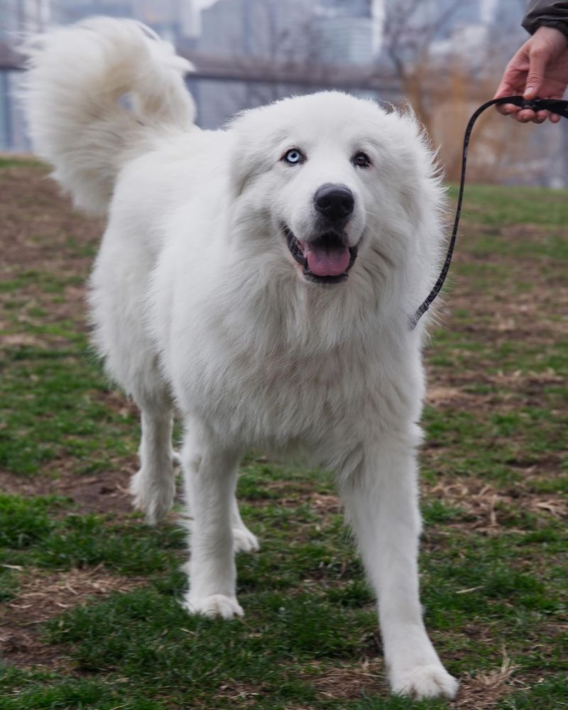 Great Pyrenees