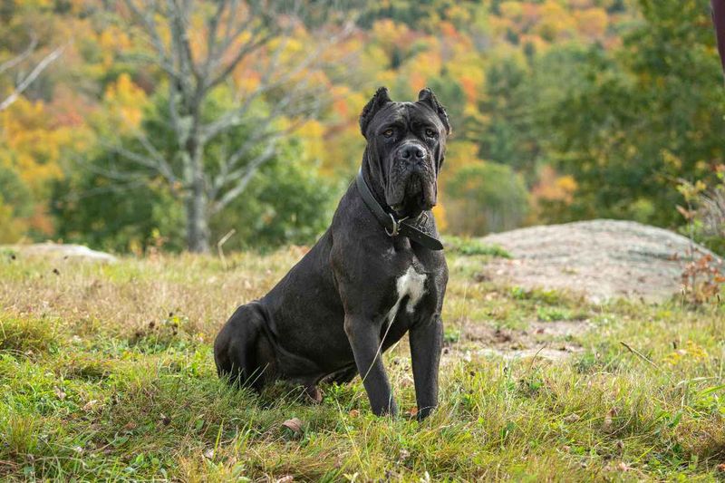 Cane Corso