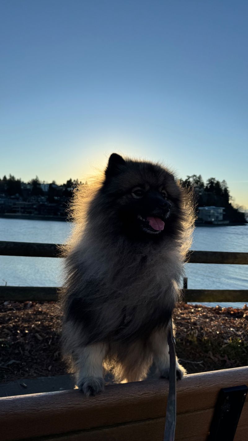 Keeshond