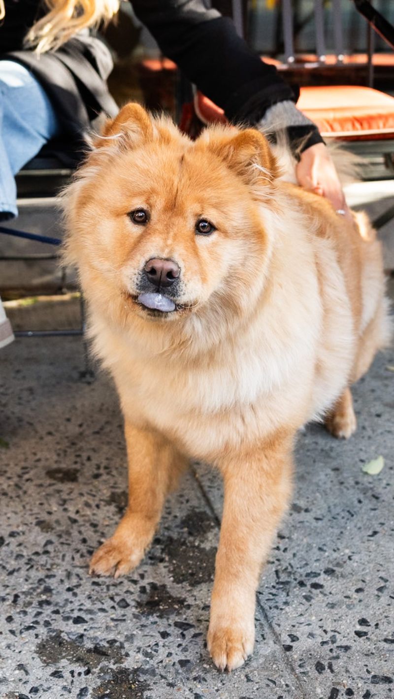 Chow Chow