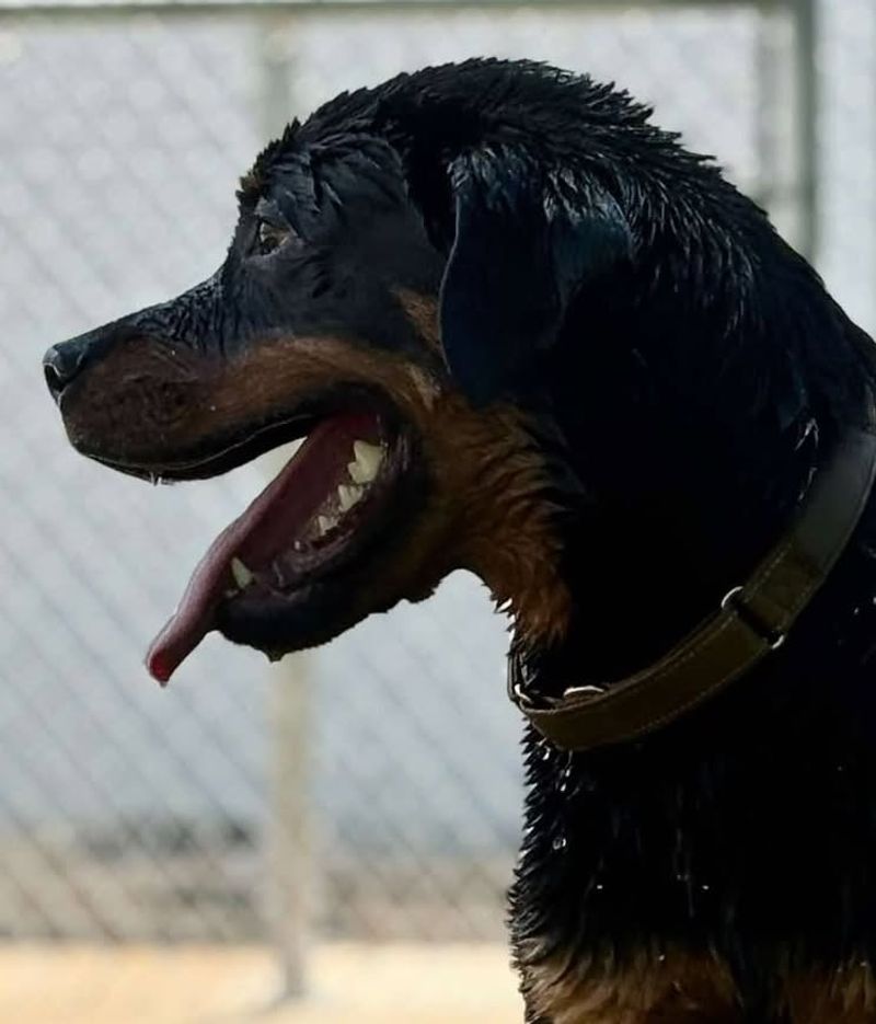 Rottweiler
