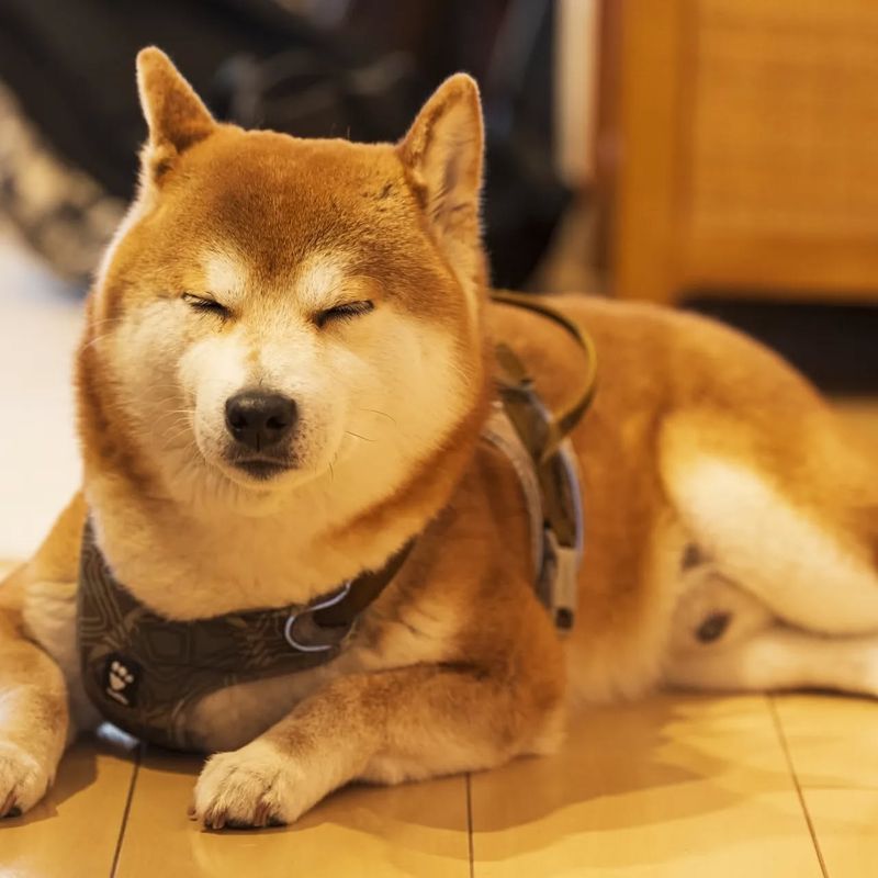 Shiba Inu