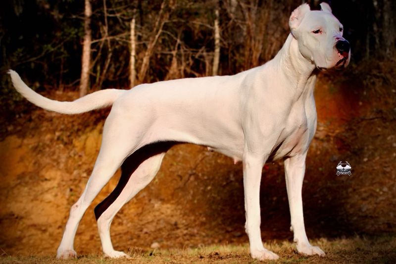 Dogo Argentino