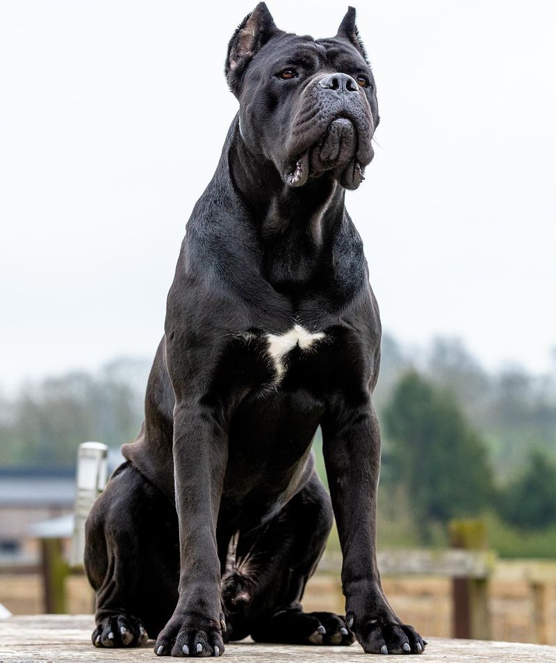 Cane Corso