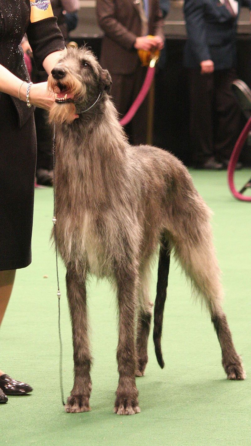Scottish Deerhound