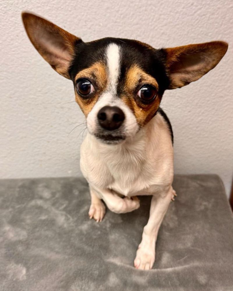 Chihuahua
