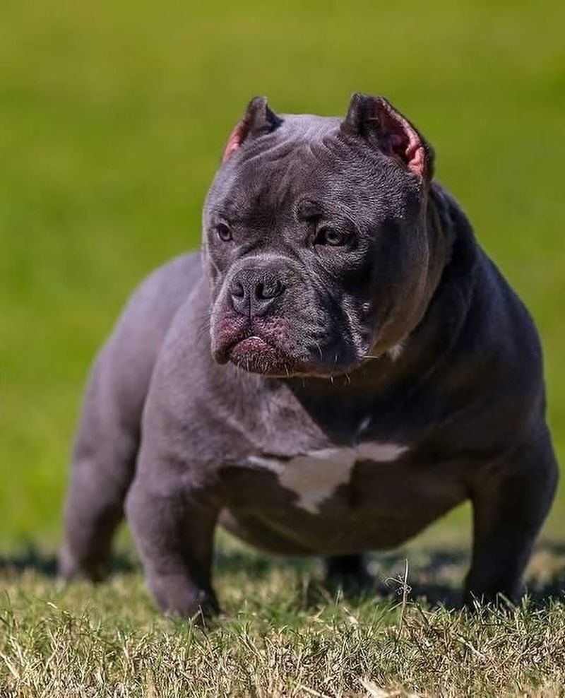American Pit Bull Terrier