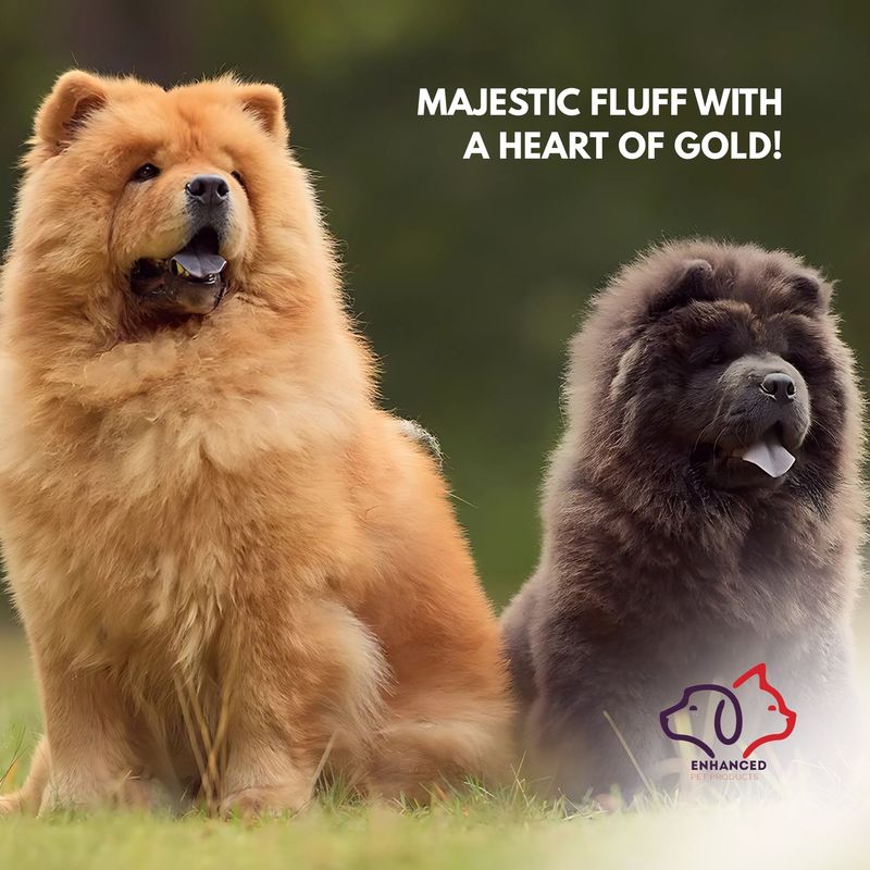 Chow Chow