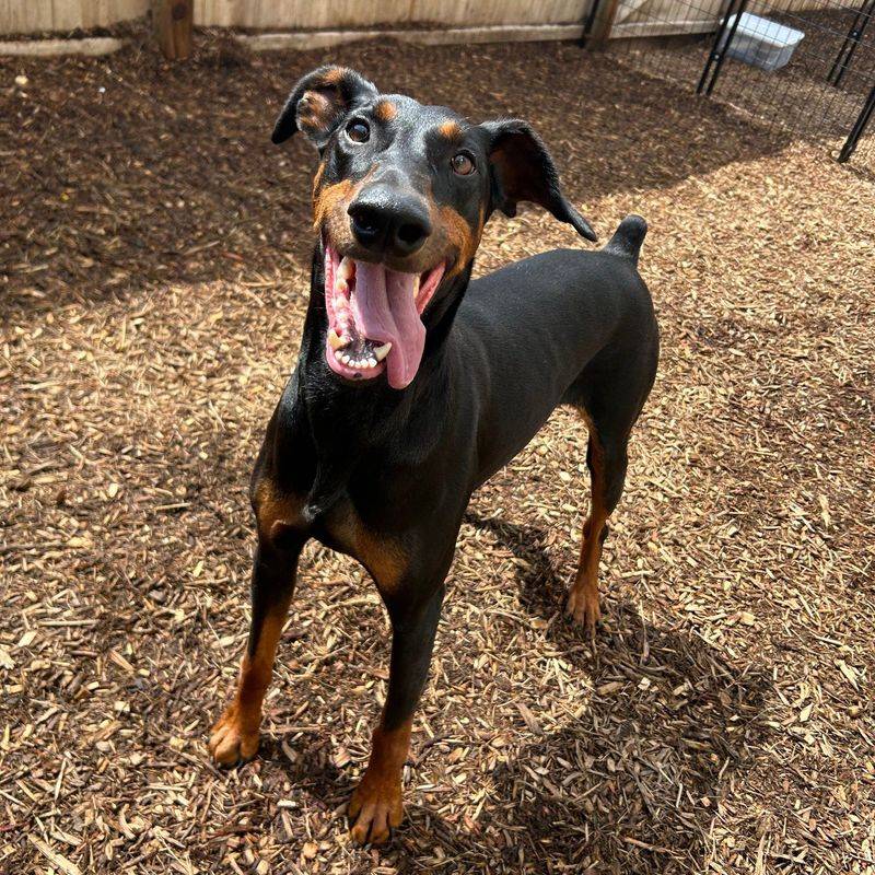 Doberman Pinscher