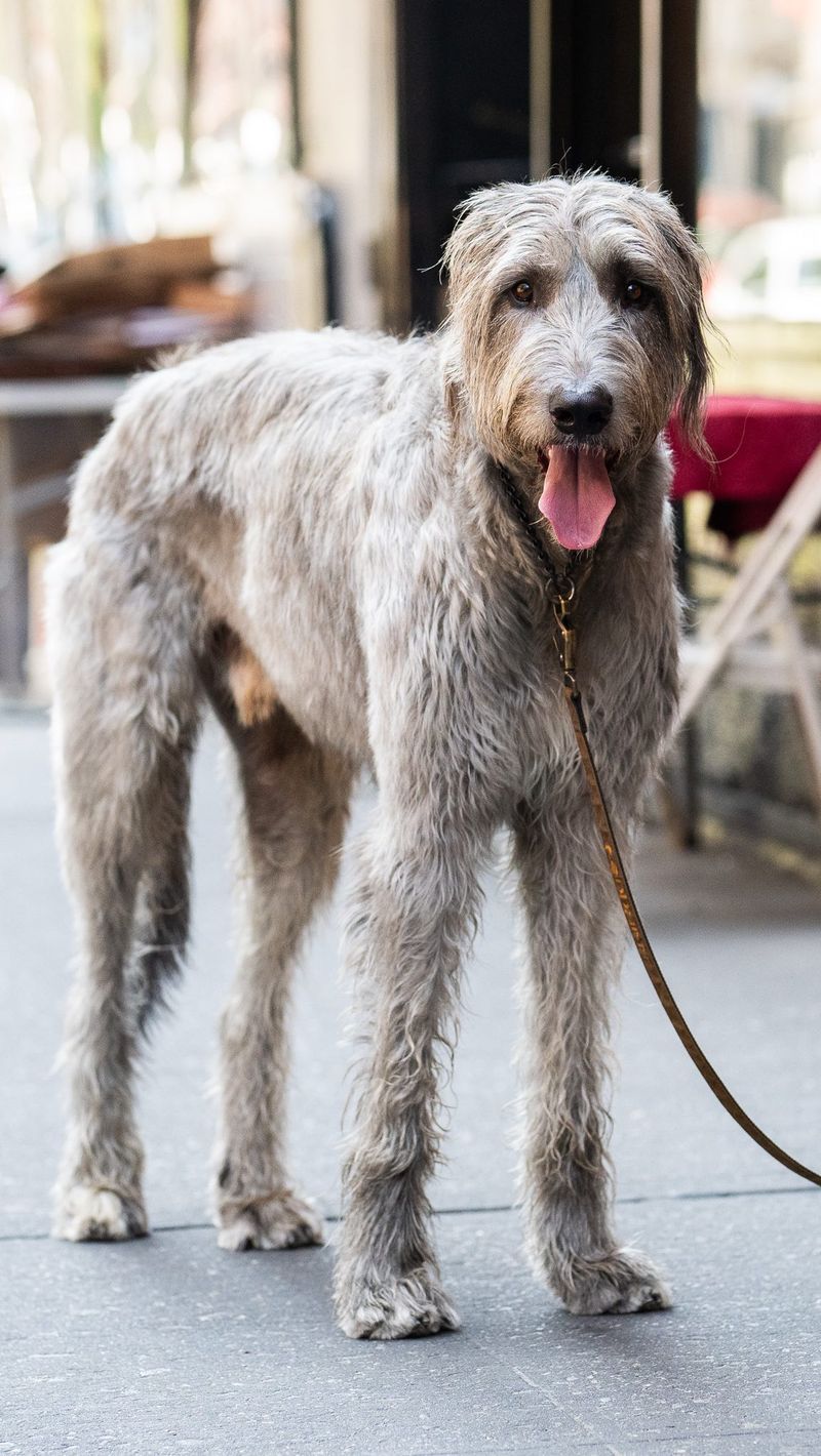 Irish Wolfhound