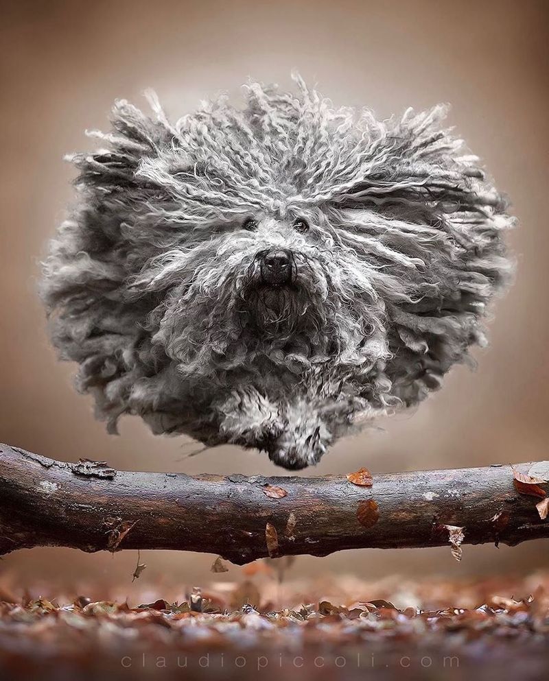 Bergamasco Shepherd