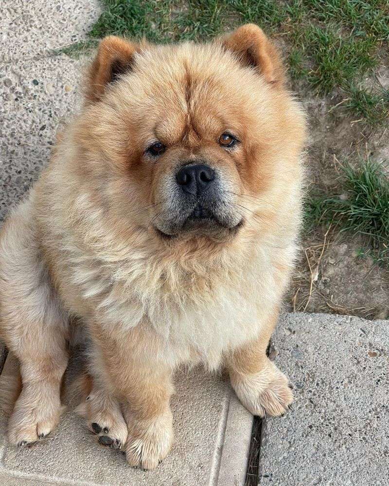Chow Chow