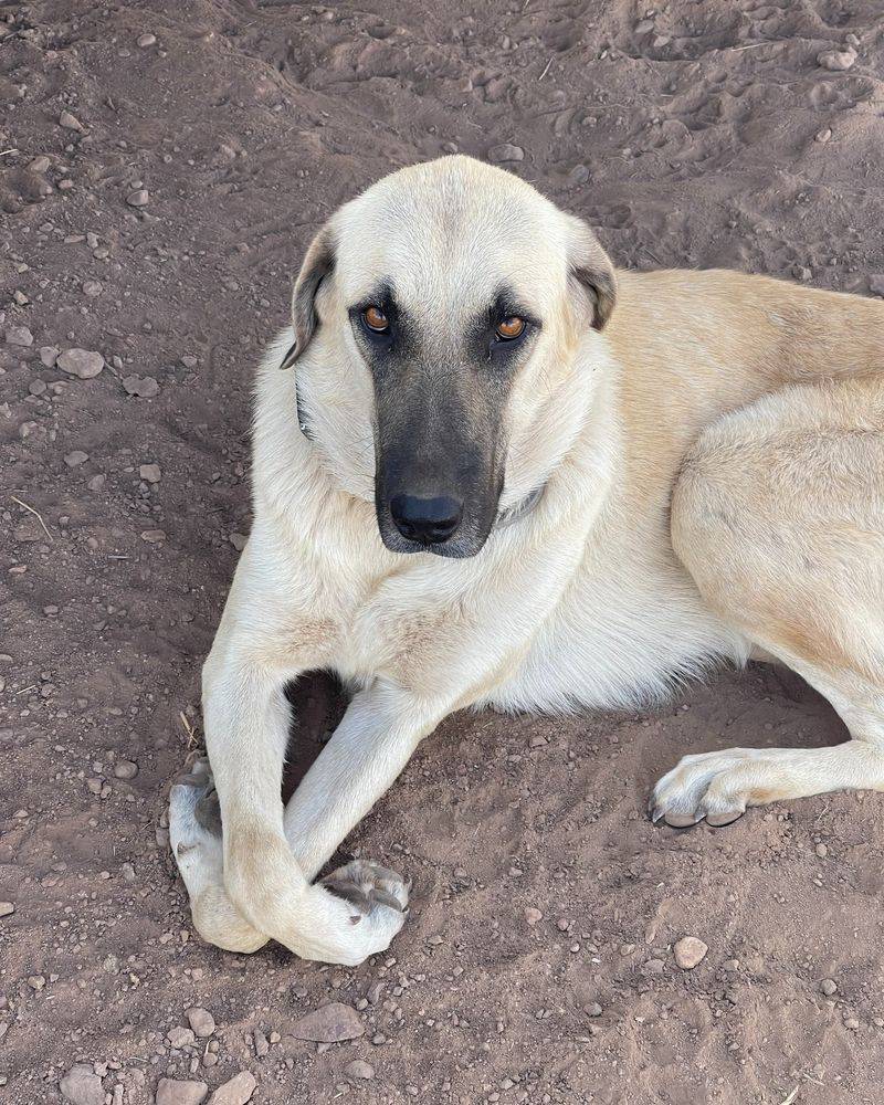 Anatolian Shepherd