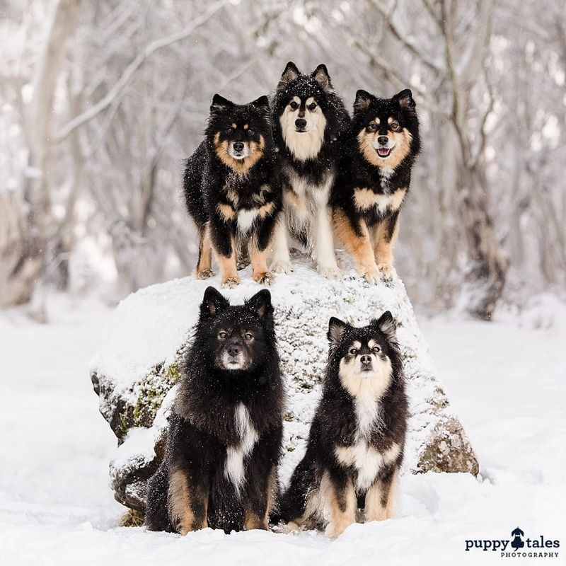 Finnish Lapphund
