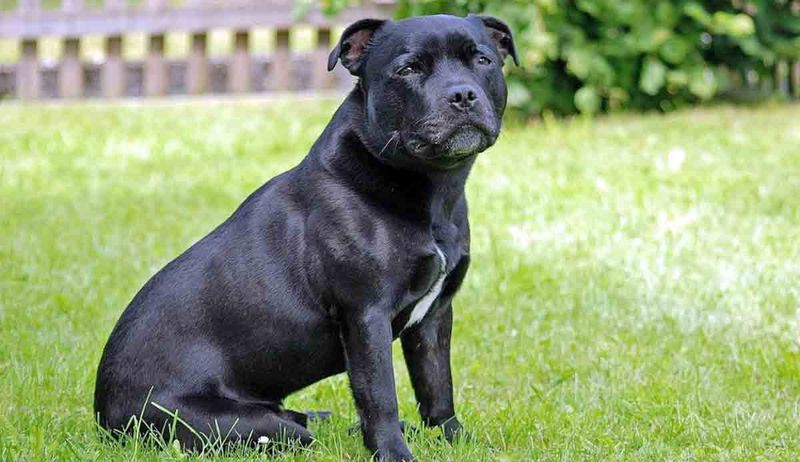 Staffordshire Bull Terrier