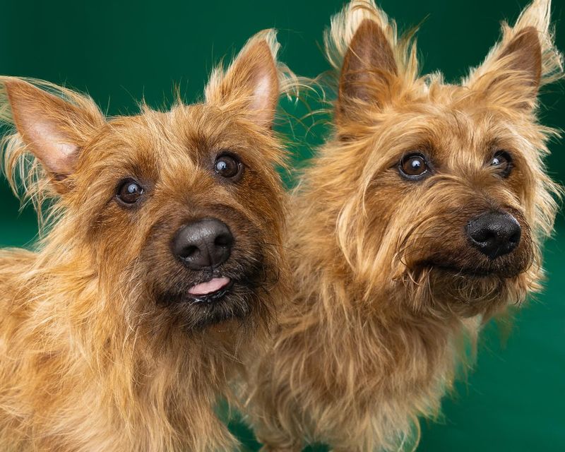 Australian Terrier