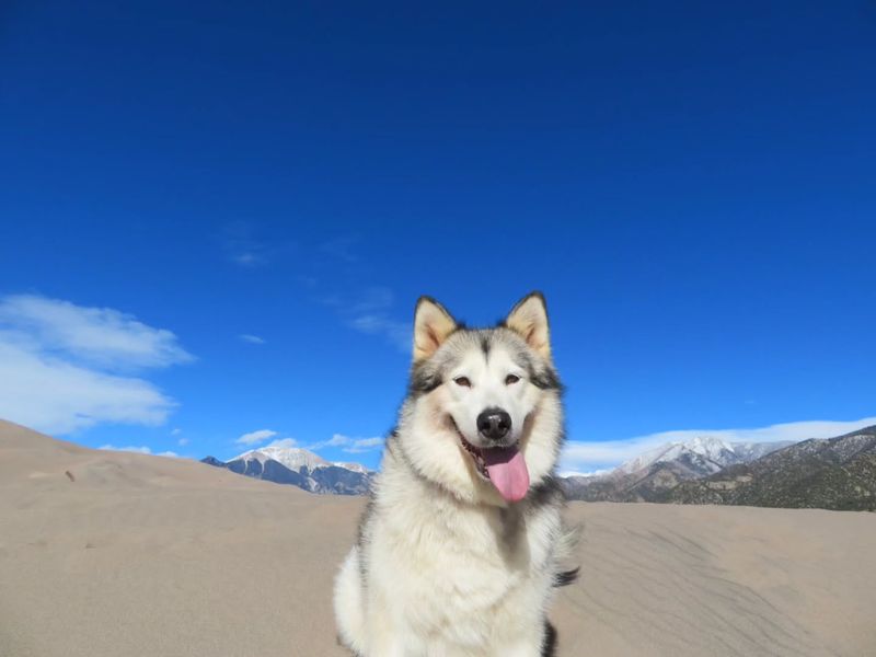 Alaskan Malamute