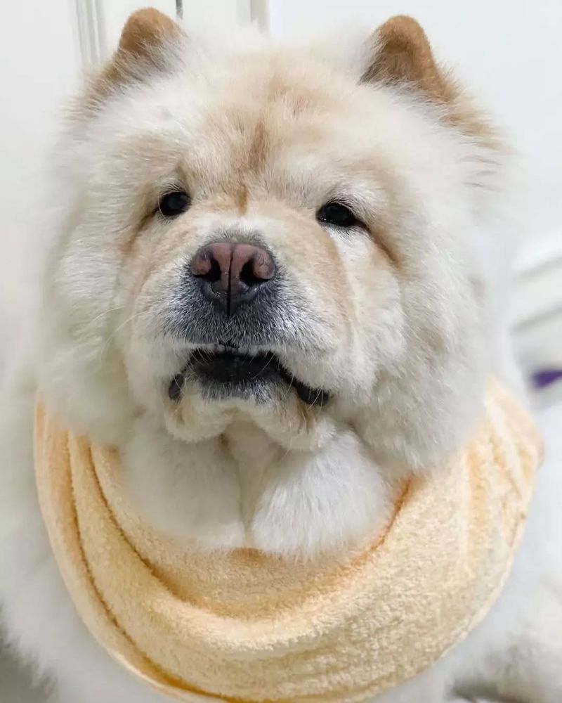 Chow Chow